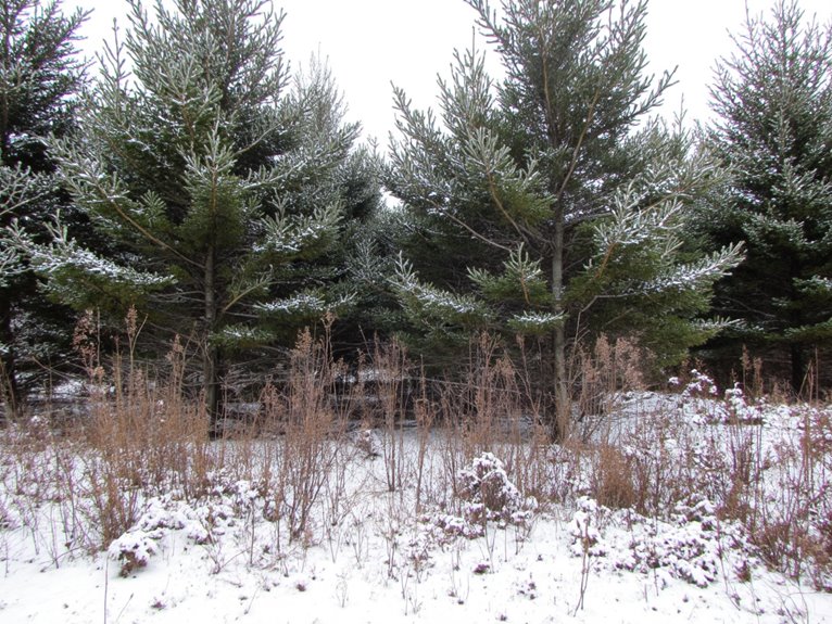 windbreaks for plant protection
