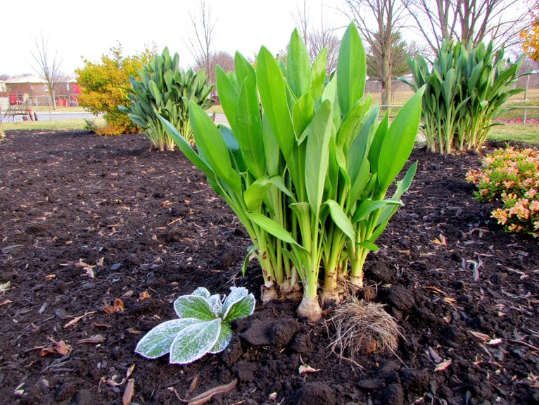 winter root insulation techniques