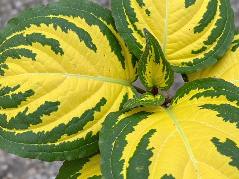 yellow leaves green veins