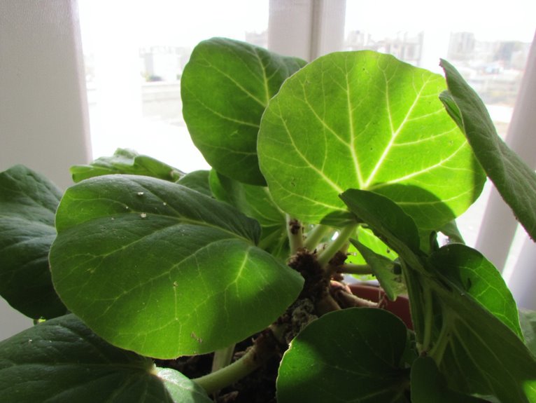 african violet flower issues