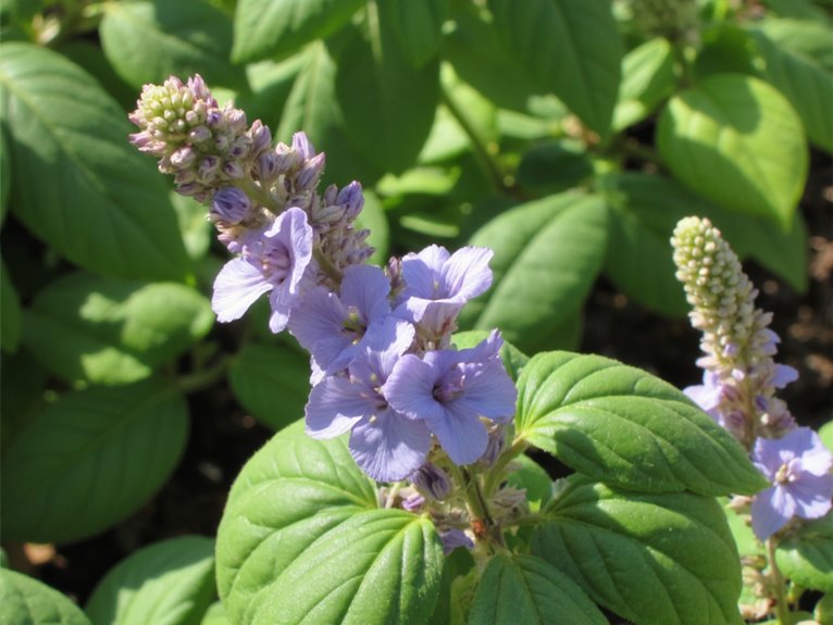 basil flowering benefits and drawbacks