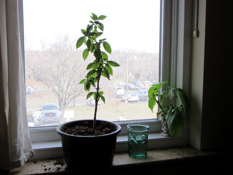 basil growth light water
