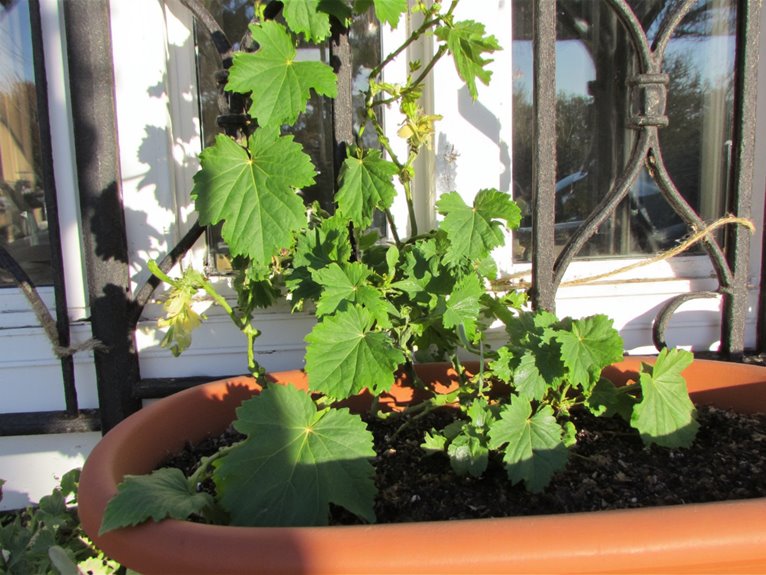 container grown plant guidance