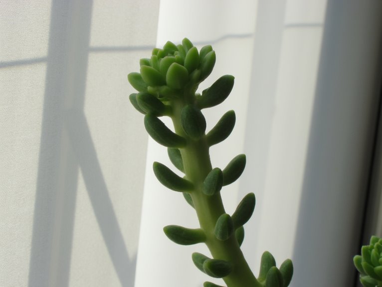 echeveria light maintenance tips