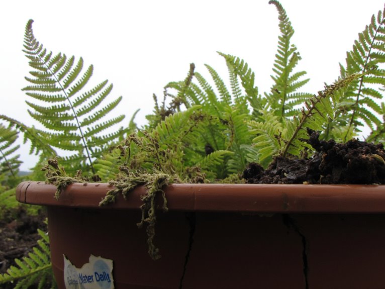 excess water damages plants