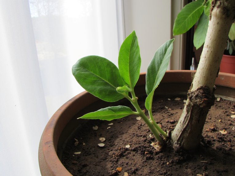 fiddle leaf fig issues