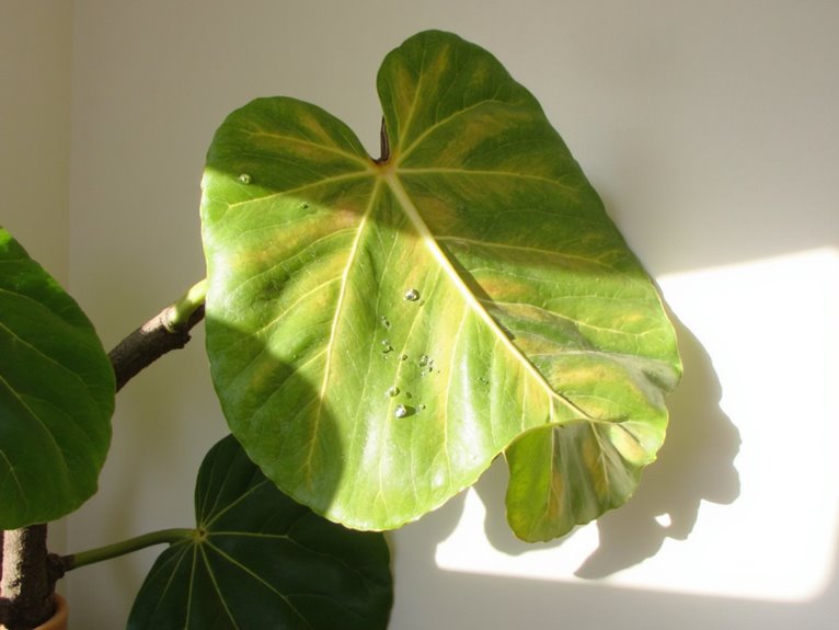 fiddle leaf fig tips