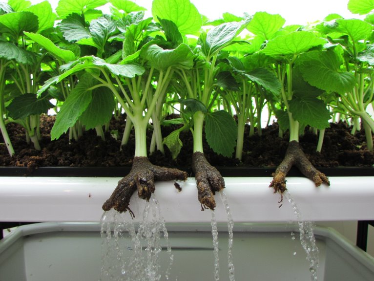 flood and drain hydroponics