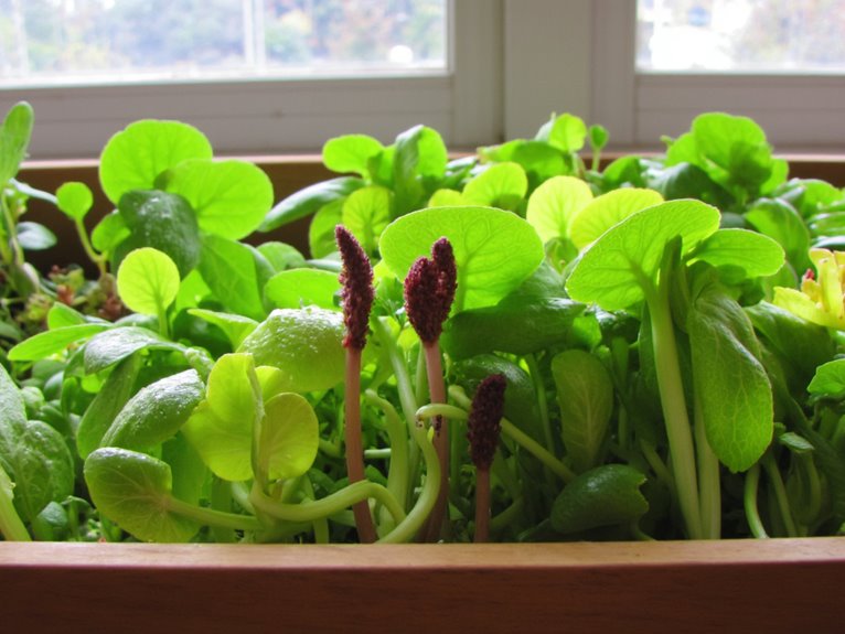 grow fresh microgreens quickly