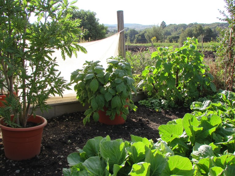 growing vegetables with sunlight