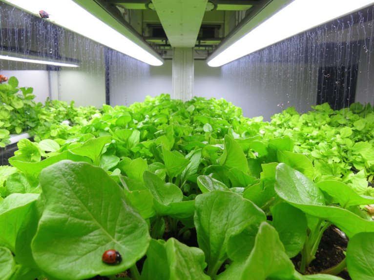 hydroponic pest management techniques