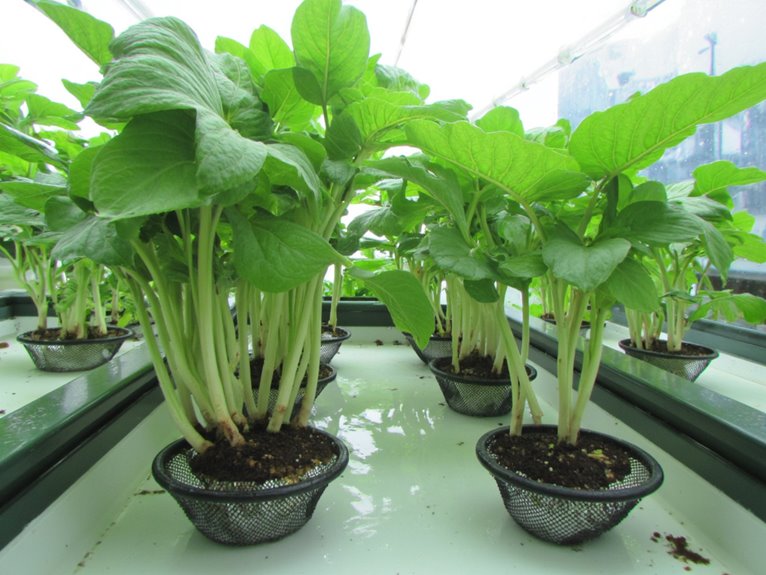 hydroponic seed germination system