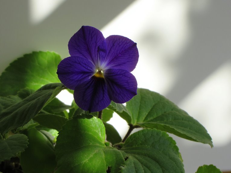 ideal lighting for violets