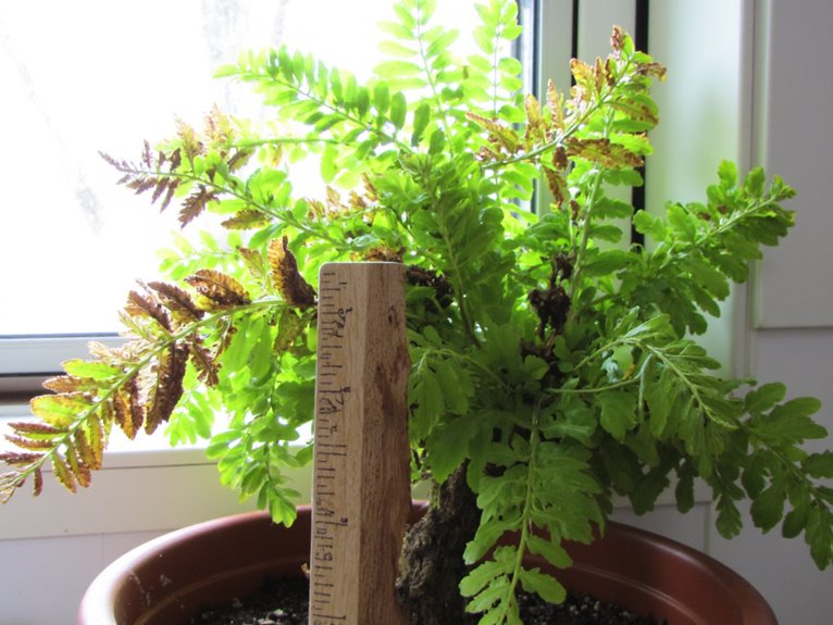 indoor plant care troubleshooting
