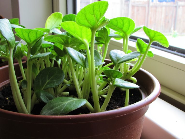 indoor seedling transplant shock
