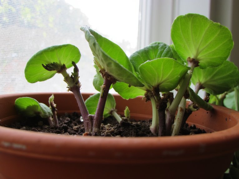 leaf cuttings propagation technique