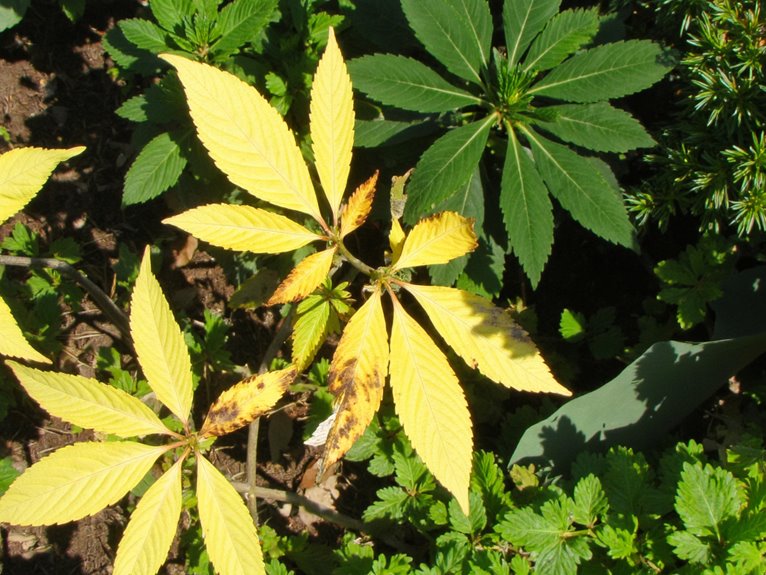 light stress in plants