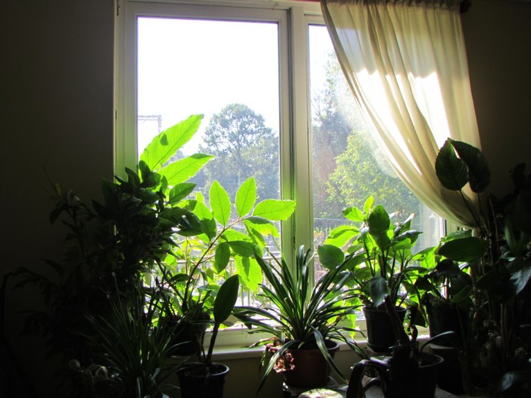 lighting effects on plants