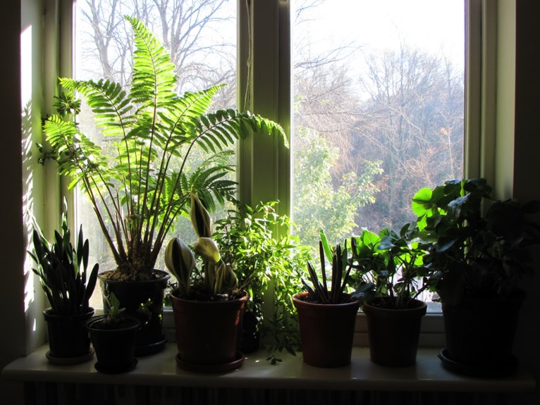 low light window plants