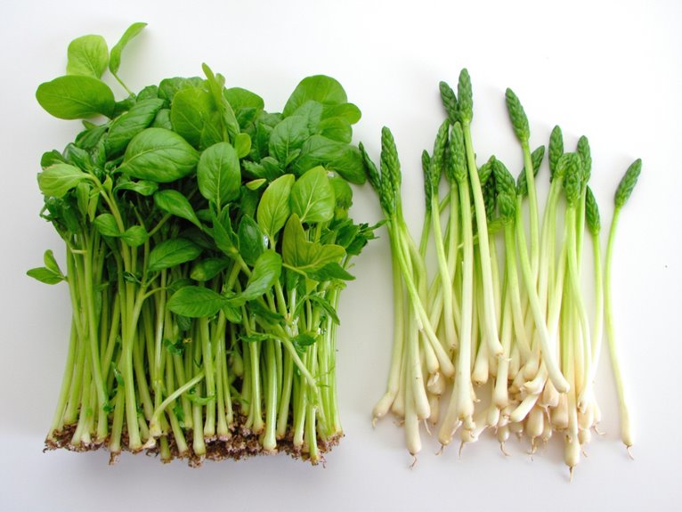 microgreens and sprouts comparison
