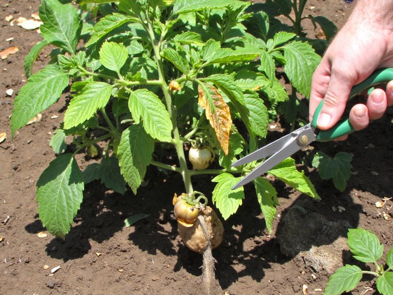 misdiagnosing garden issues