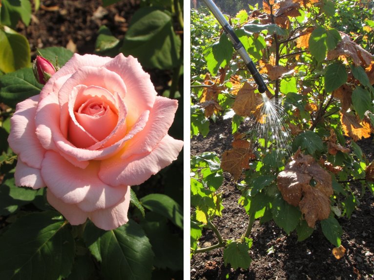 morning and evening watering drawbacks