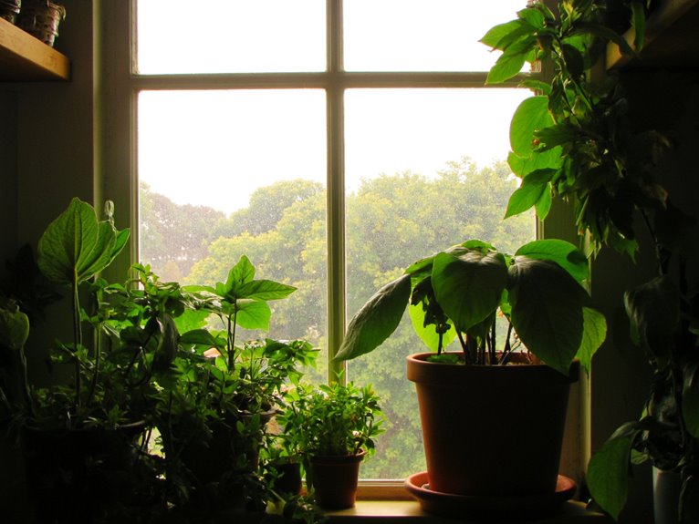 morning light for plants