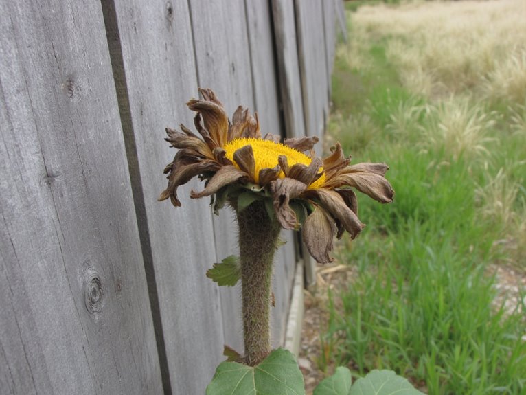 neglect deadhead lose blooms