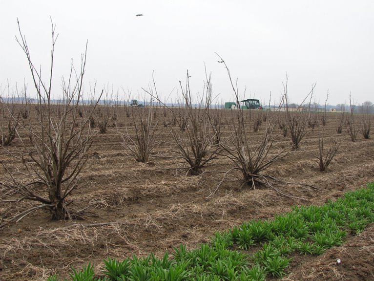 pesticide preference over ipm