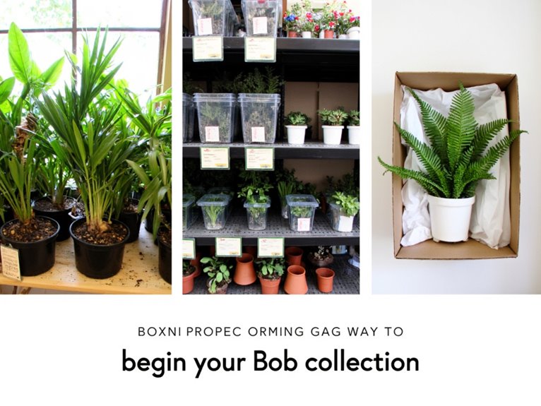 plant buying options compared
