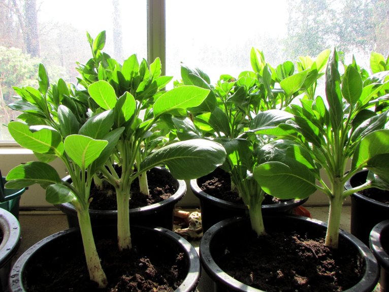 plant hardening off process