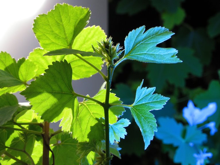 plant lighting environment adjustment