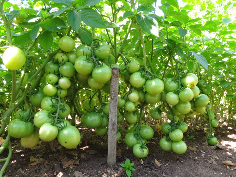 plant overcrowding effects