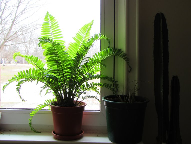plant selection for conditions