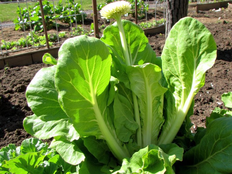 premature seeding hinders harvests