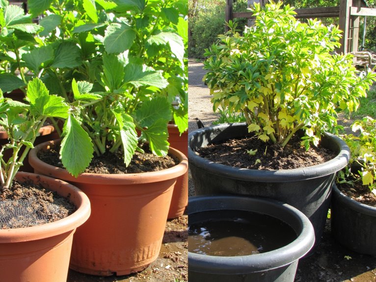 proper drainage benefits plants