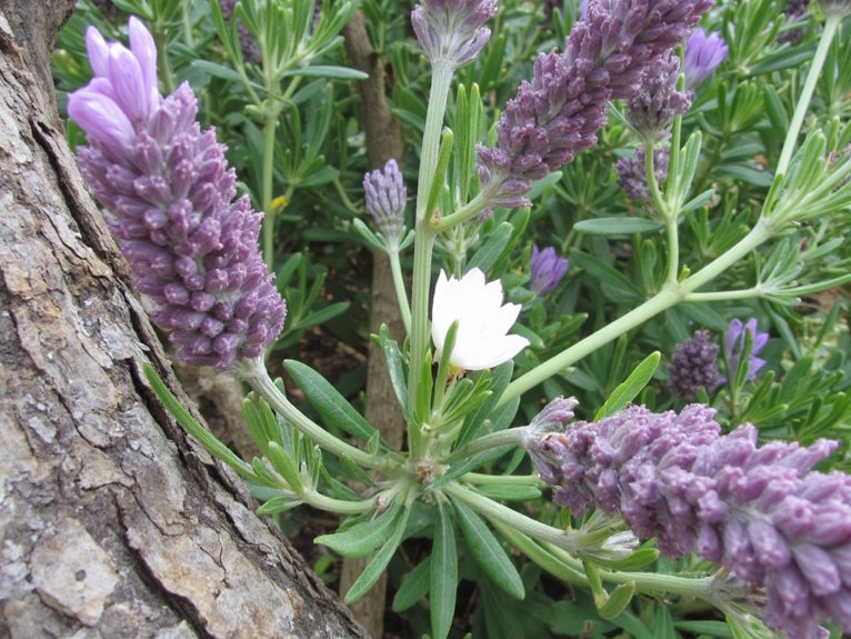 pruning for healthy blooms