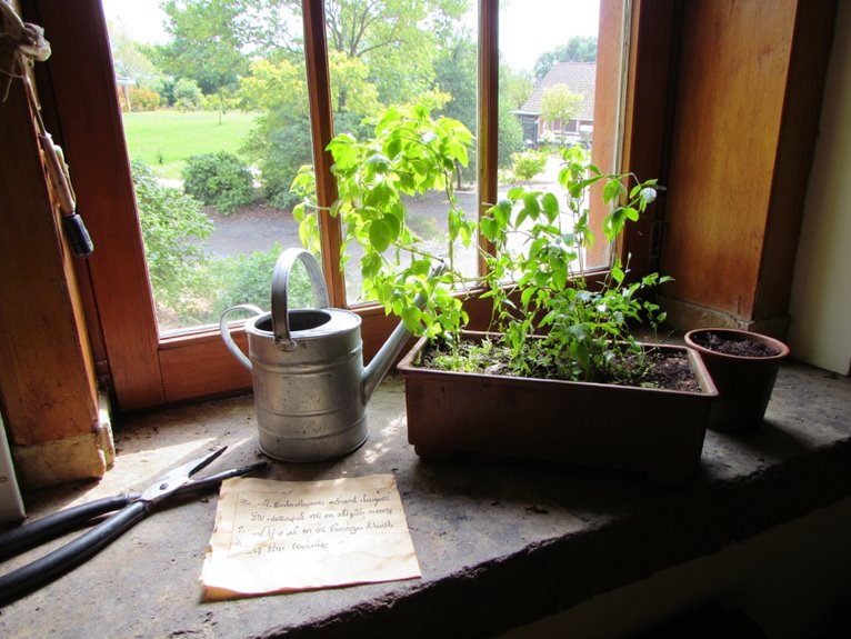 regular window box garden care