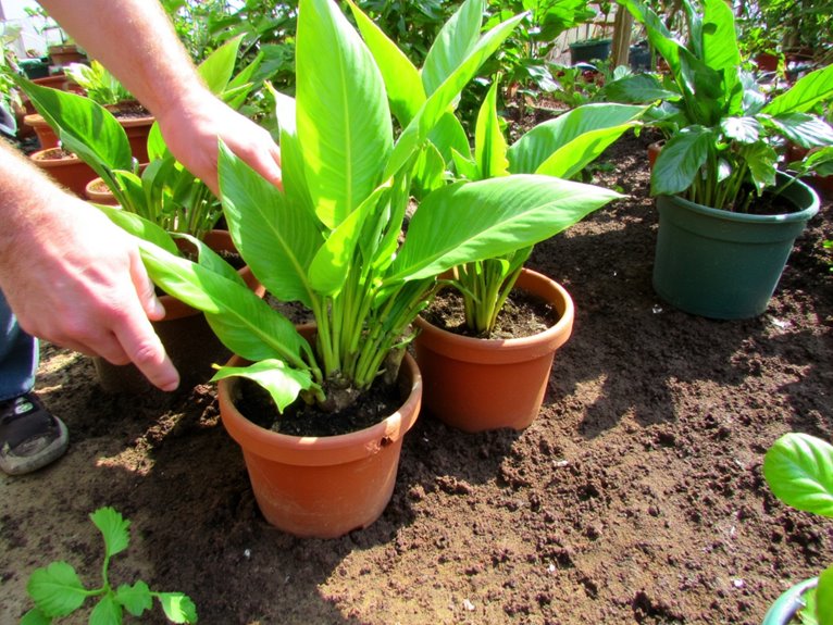 repotting tropical plants timely