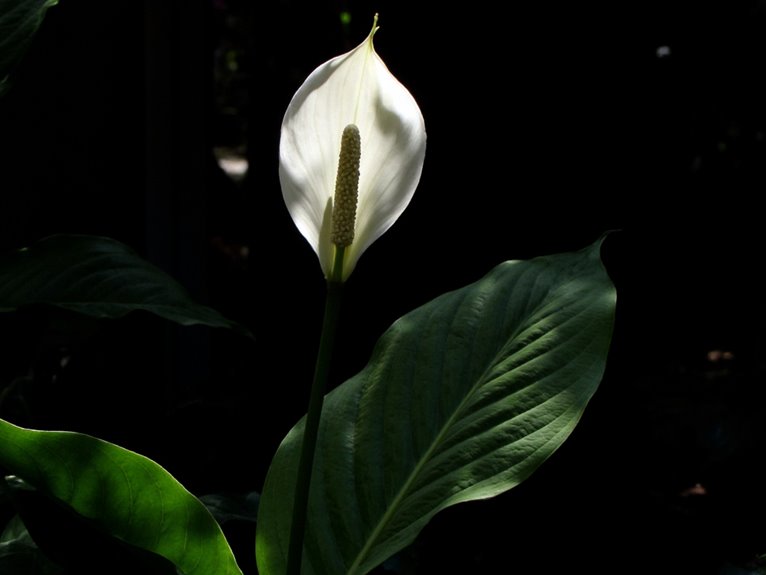 shadow tolerant greens