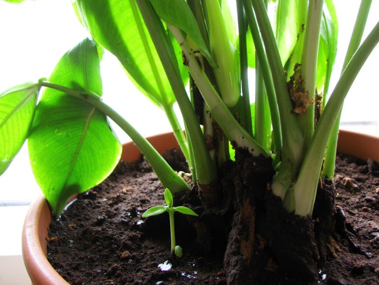 snake plant overwatering rescue