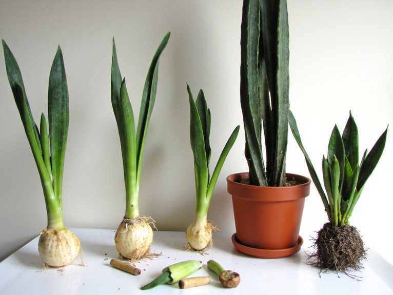 snake plant propagation techniques