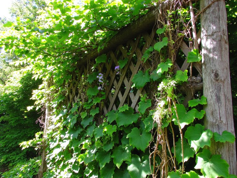 vertical garden climbing plants
