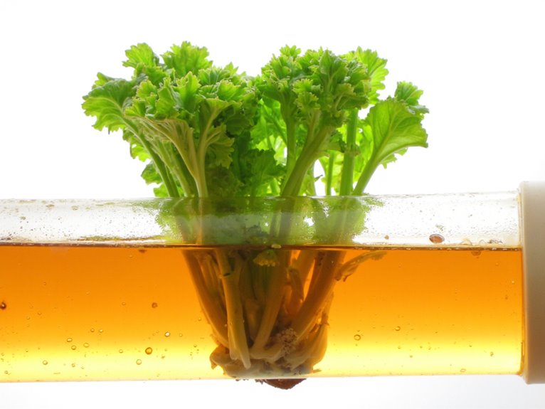 water based plant nutrition explained