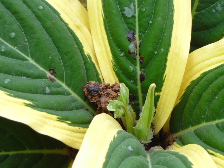 watering leaves not soil
